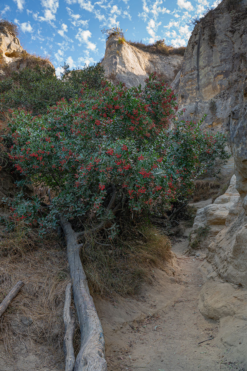 annies-canyon-red-tree.jpg