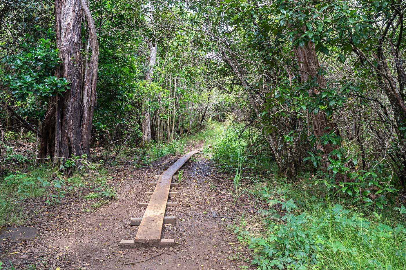 awaawapuhi-trail-log-bridge.jpg Narrow wooden boardwalk crossing a wet section of the forest trail
