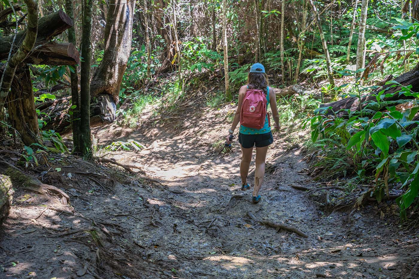 awaawapuhi-muddy-trail.jpg Hiker walking down a muddy section of the Awaawapuhi Trail