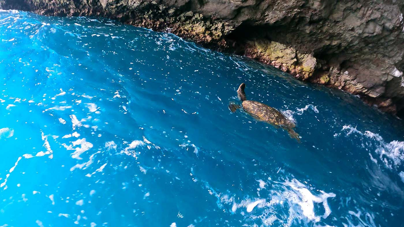 na-pali-coast-sea-turtle.jpg Green sea turtle swimming beside the rocky wall of a sea cave