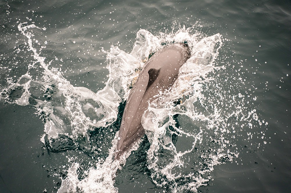 santa-rosa-island-dolphin-splash.jpeg