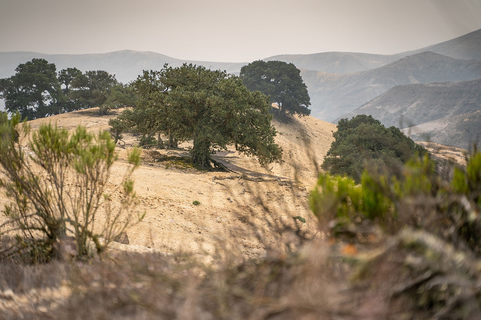 santa-rosa-island-oak-tree.jpeg
