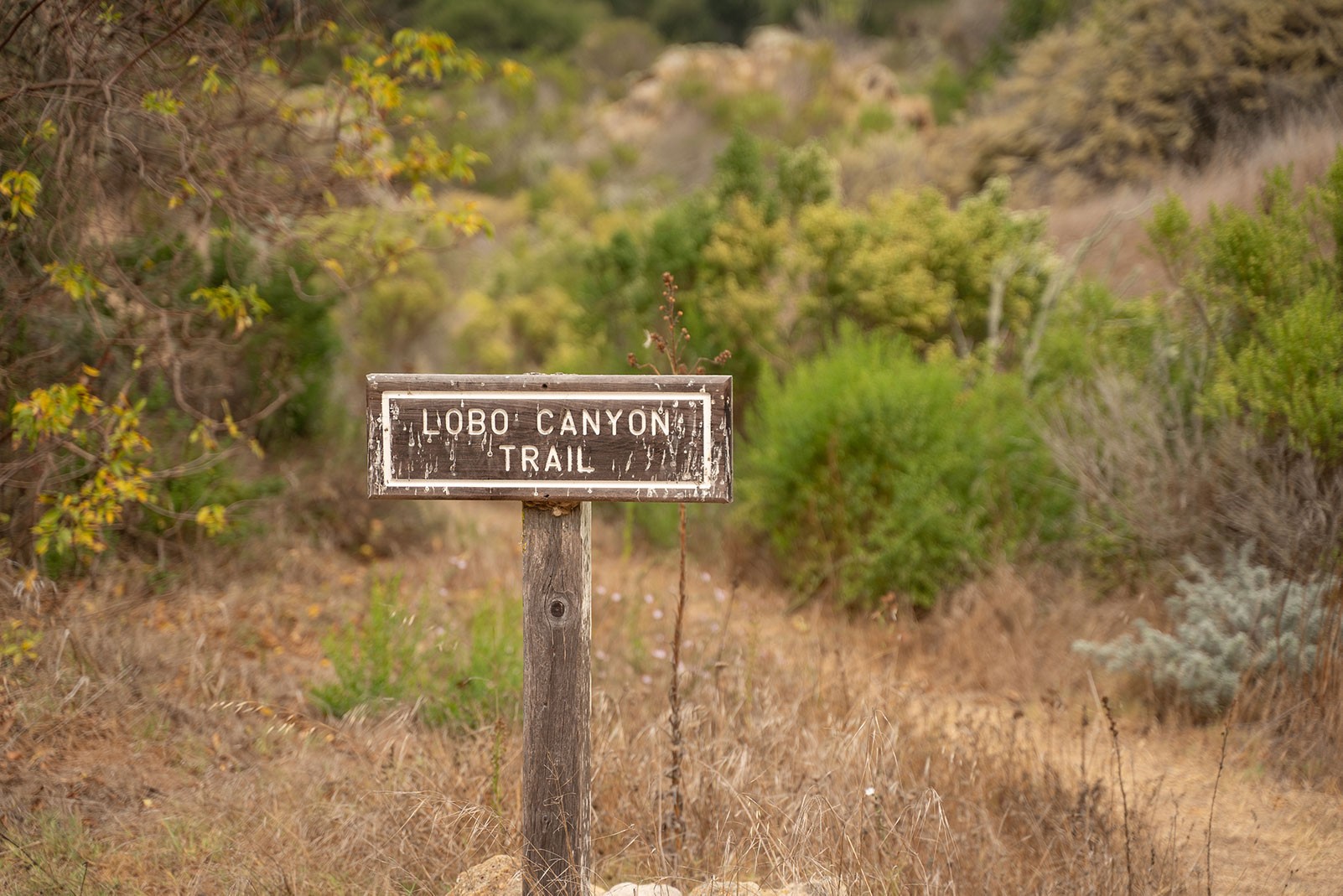 lobo-canyon-trailhead.jpeg