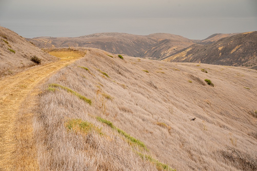 santa-rosa-island-fields.jpeg