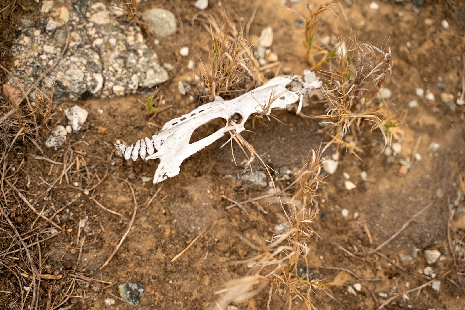 santa-rosa-island-bones.jpeg