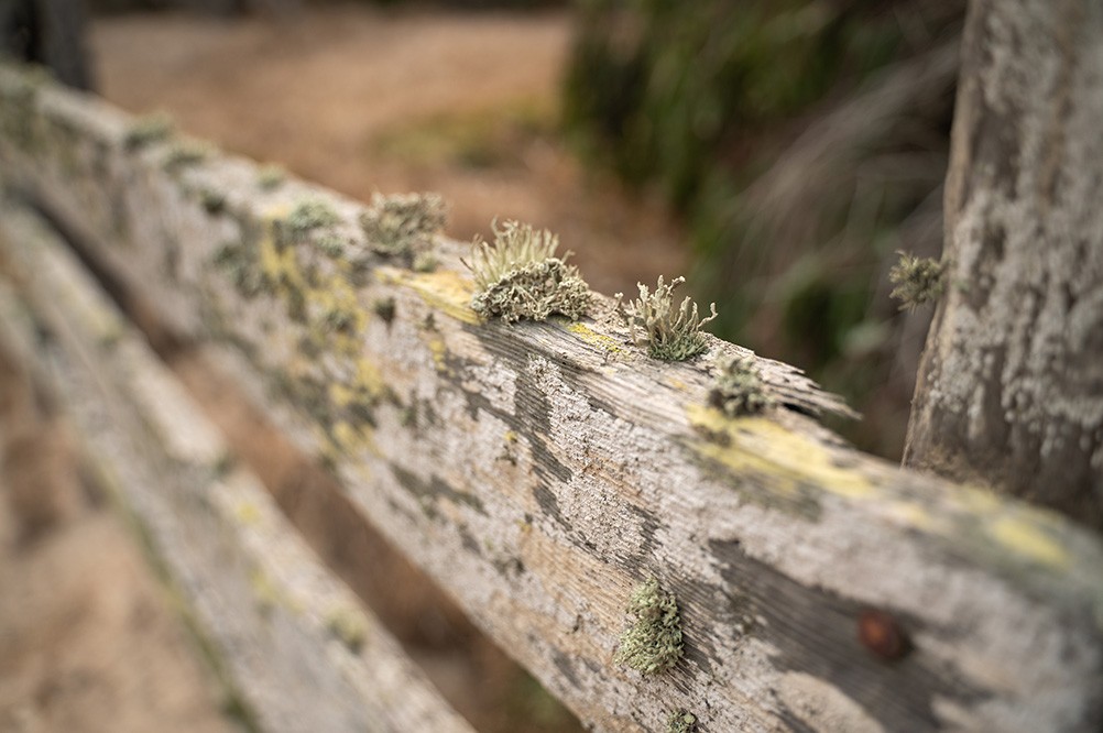 santa-rosa-island-fence-2.jpeg