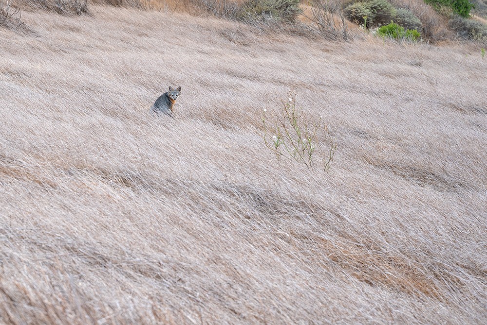 santa-rosa-island-fox.jpeg