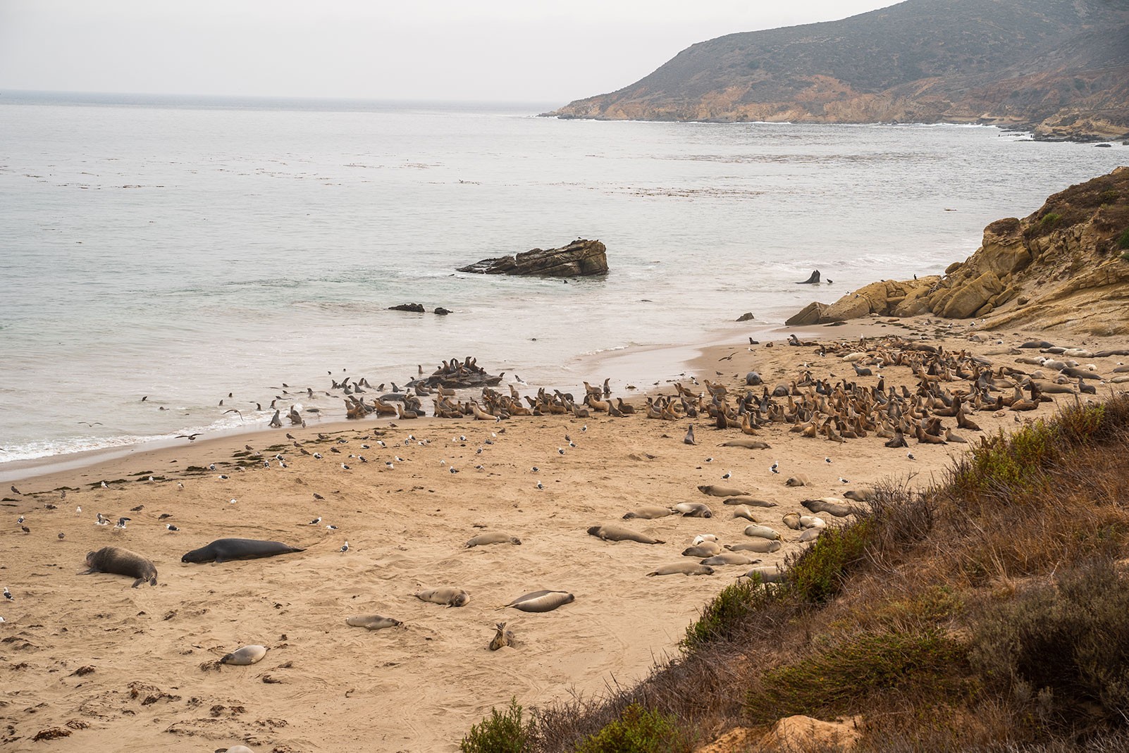 santa-rosa-island-seals.jpeg