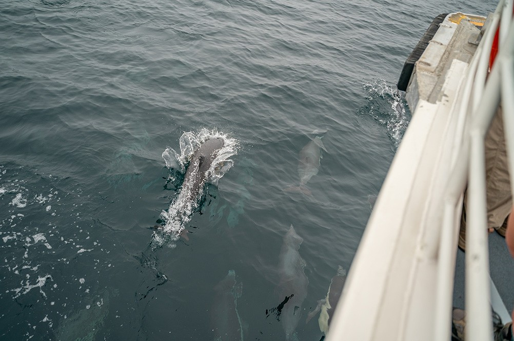 santa-rosa-dolphin-1.jpeg