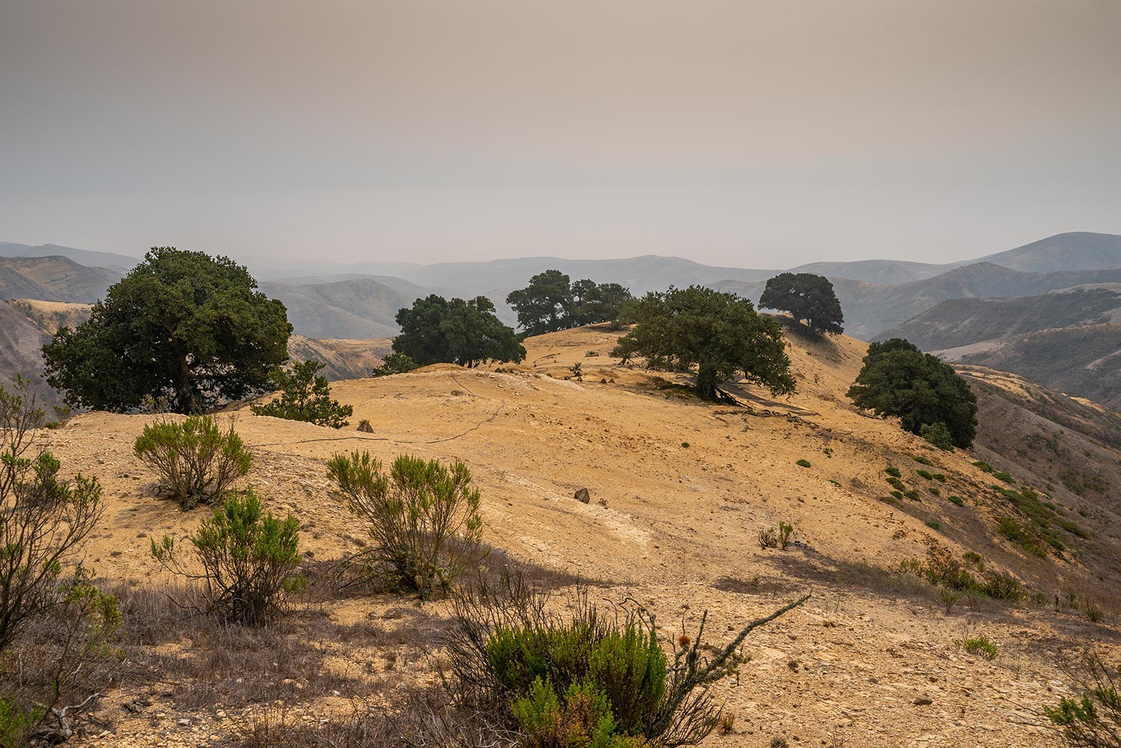 island-oak-santa-rosa-island.jpeg