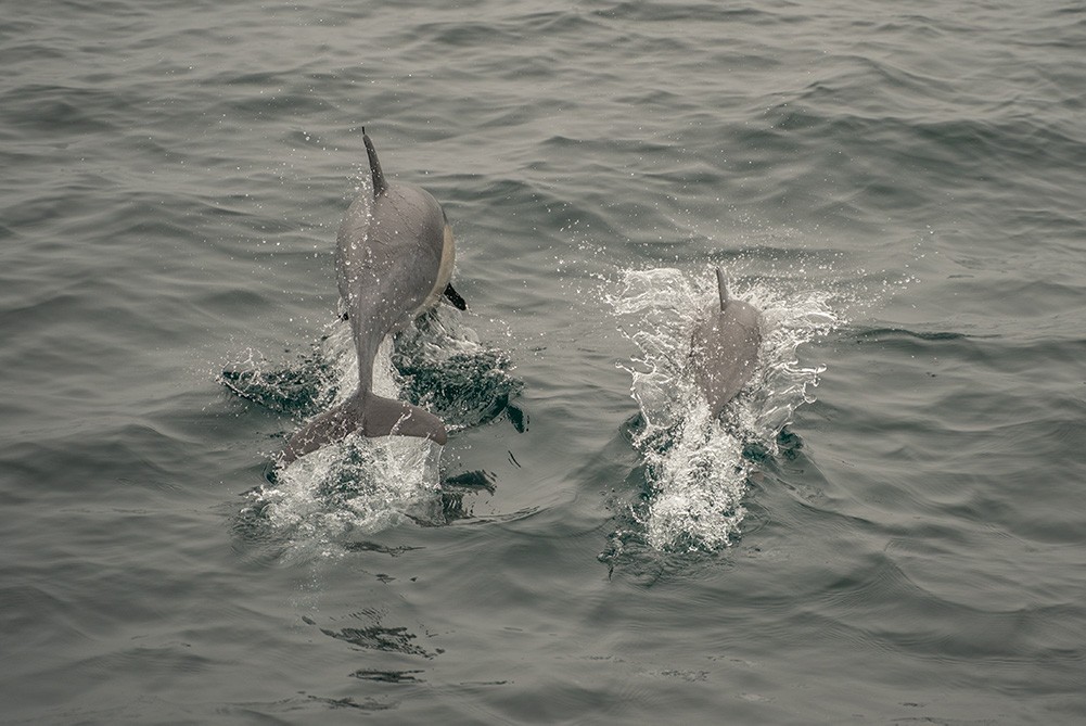 santa-rosa-island-dolphin-pair.jpeg