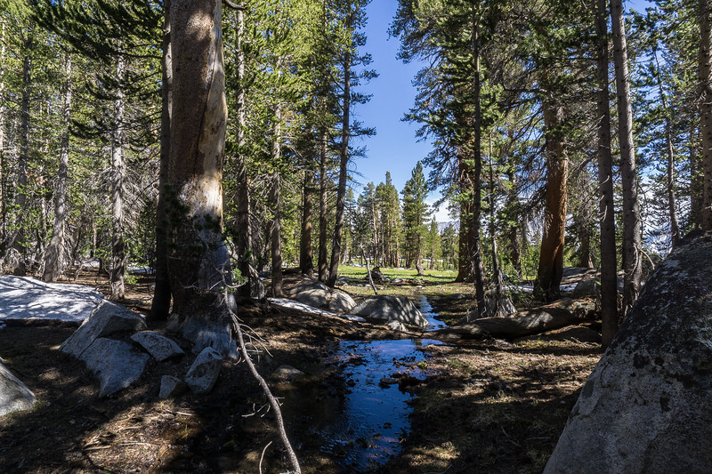 Open forest meadow and stream approaching Moraine Lake
