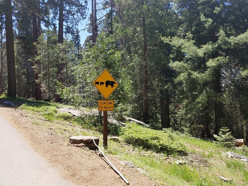 bear-crossing.jpeg Bear crossing sign along the road to Crescent Meadow