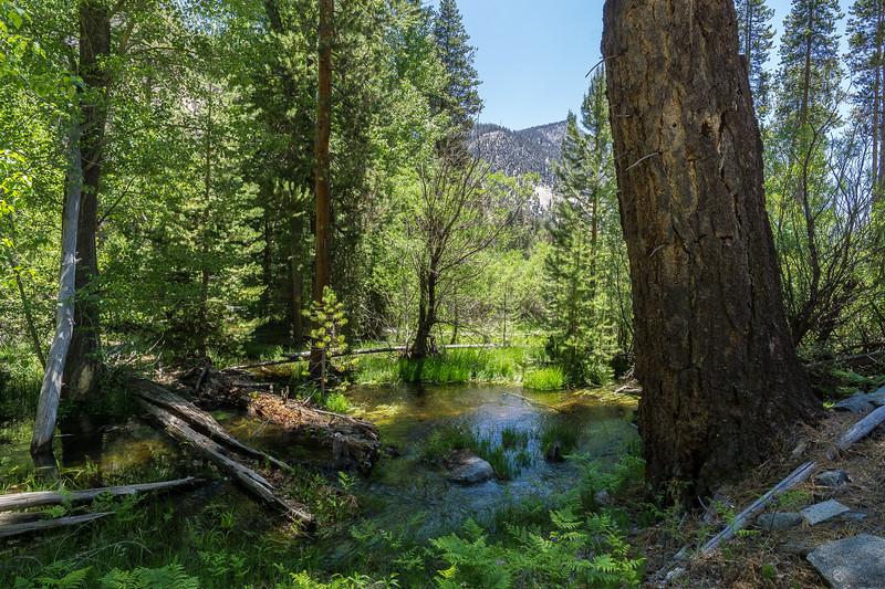 Flooded forest beside the overflowing Kern River