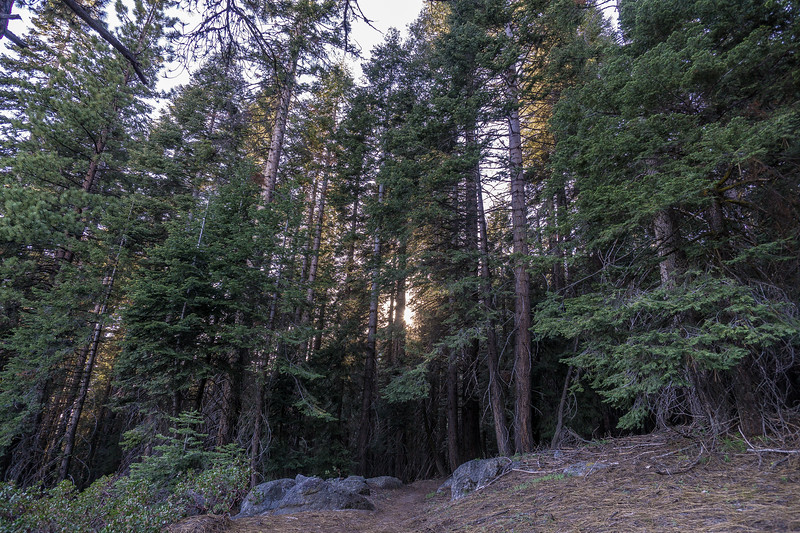 Late-afternoon sunlight filtering through the conifer forest