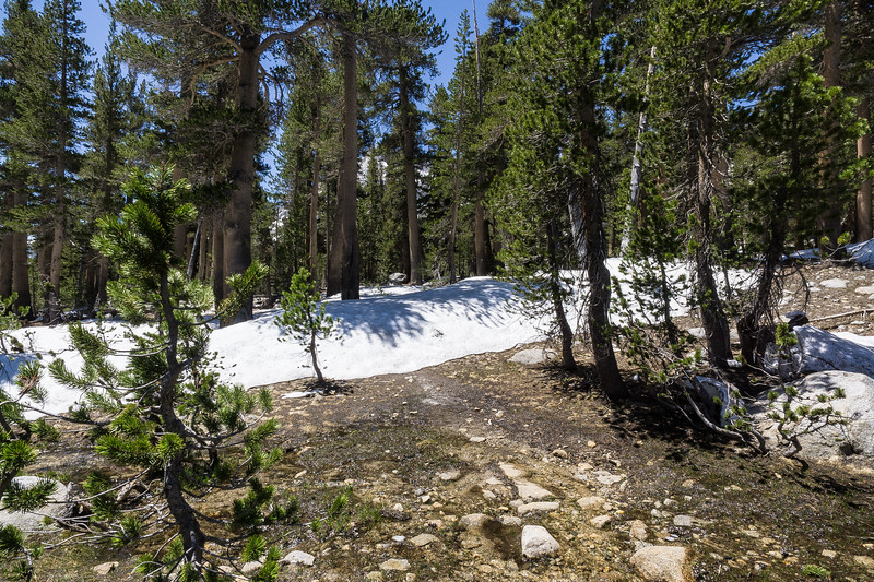 Deep snow patches obscuring the trail through the pine forest