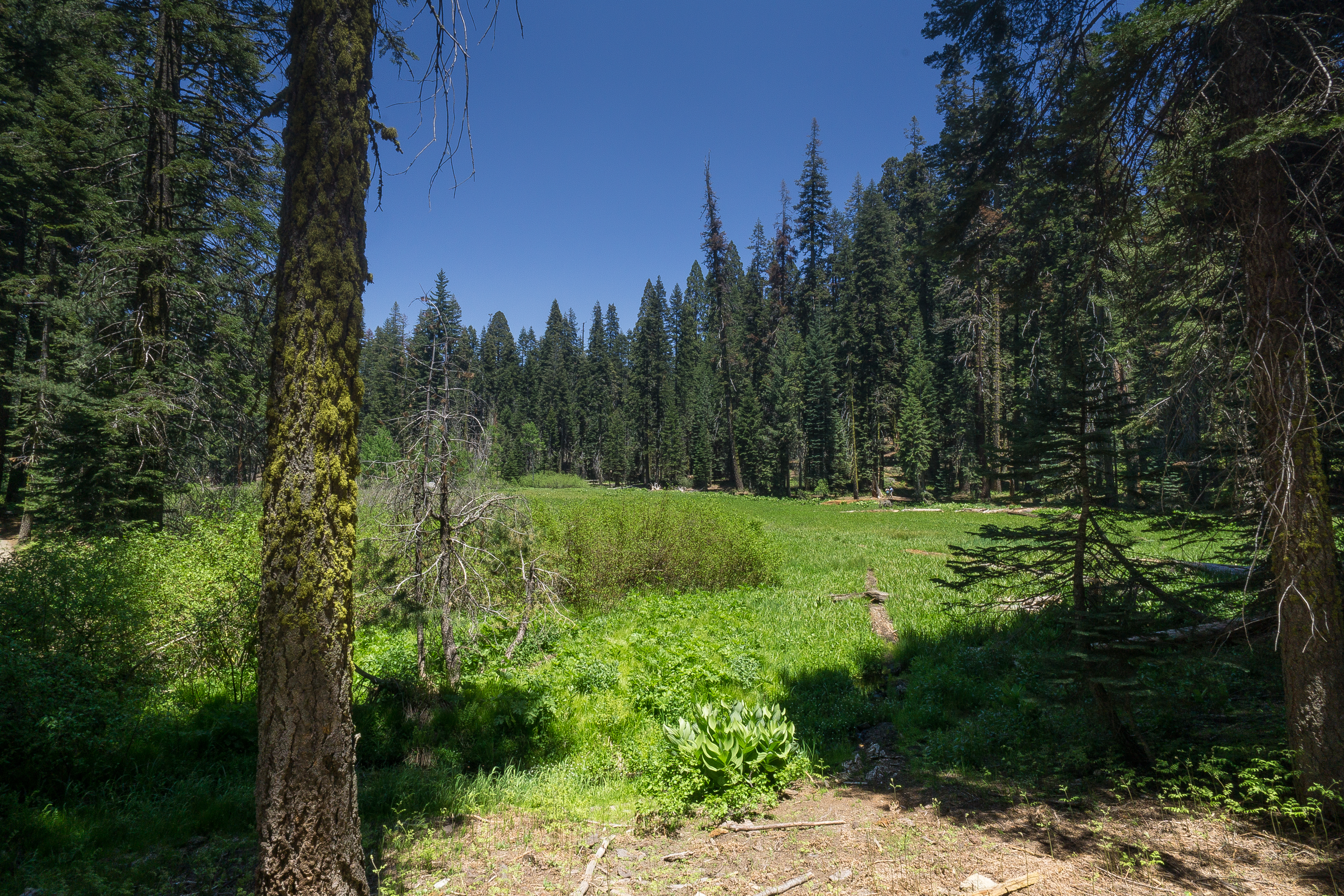 Green meadow surrounded by tall conifers near the Crescent Meadow trailhead