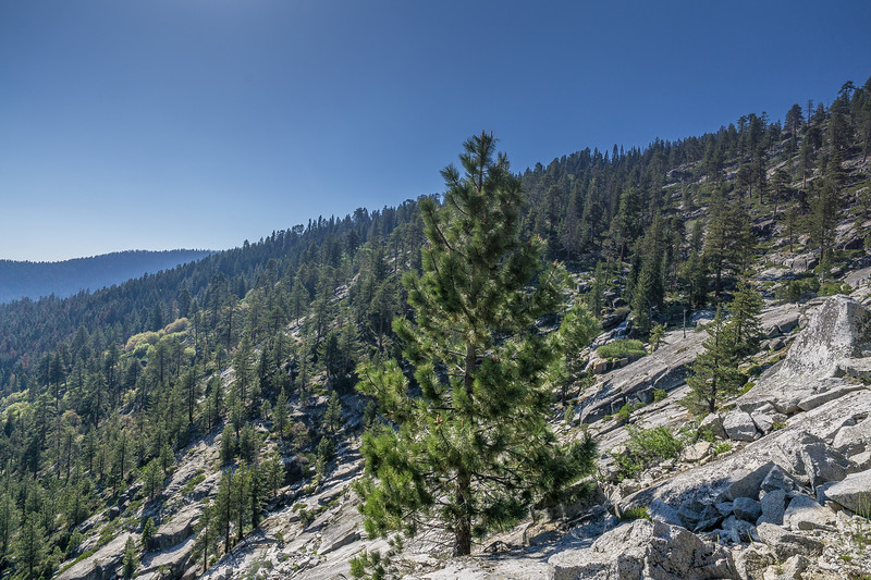 Pine-covered granite hillside above the High Sierra Trail