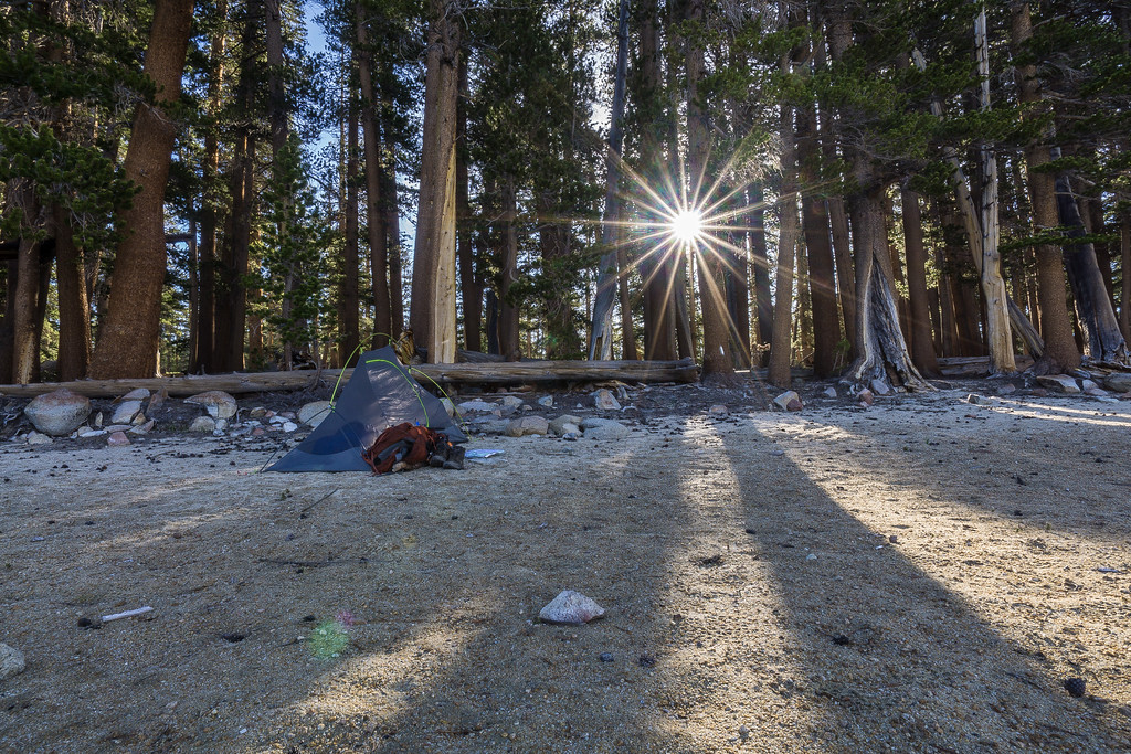 Morning sunlight through the trees at the Moraine Lake campsite