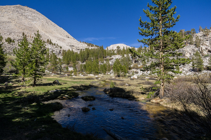 Clear mountain stream flowing through a pine-dotted meadow