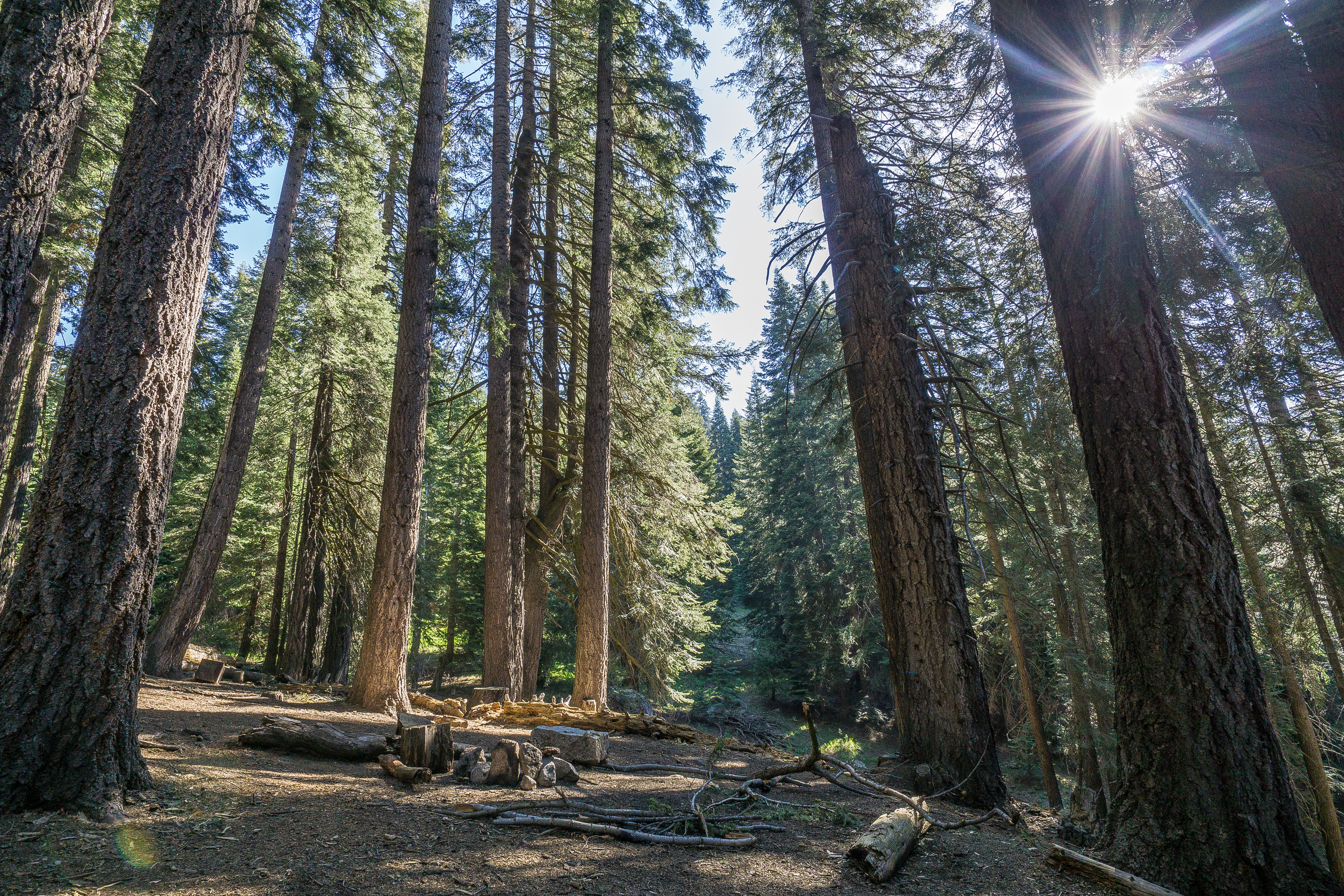 Morning sunlight through the tall conifers at Bearpaw Meadow