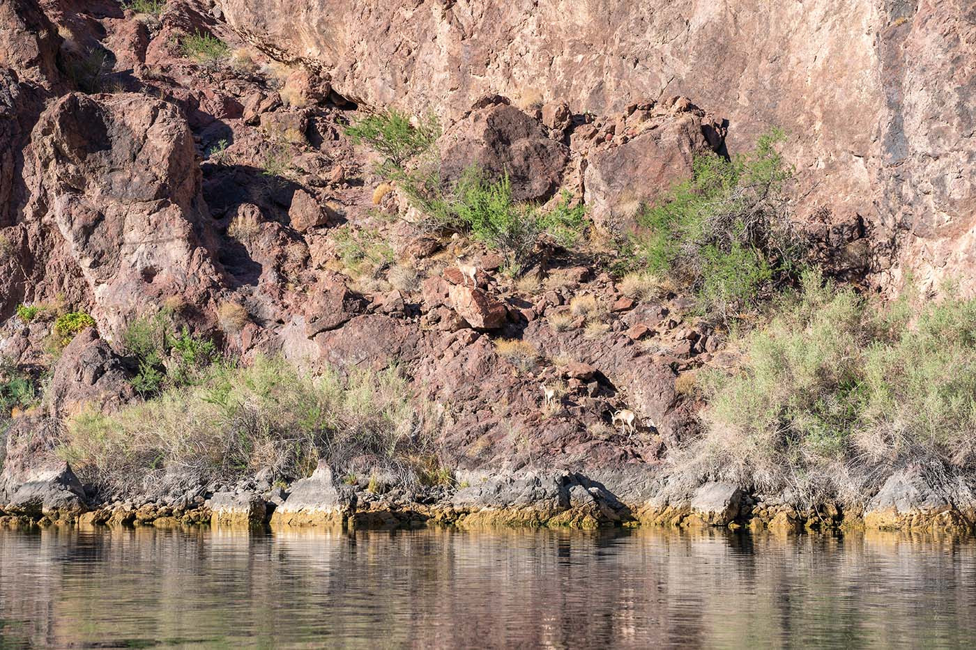 black-canyon-goats.jpg