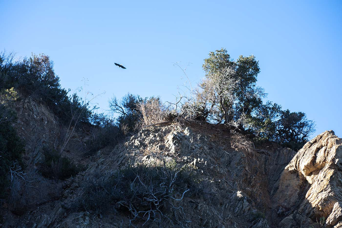 bald-eagle-catalina-island.jpg Bald eagle flying above a rocky Catalina Island bluff