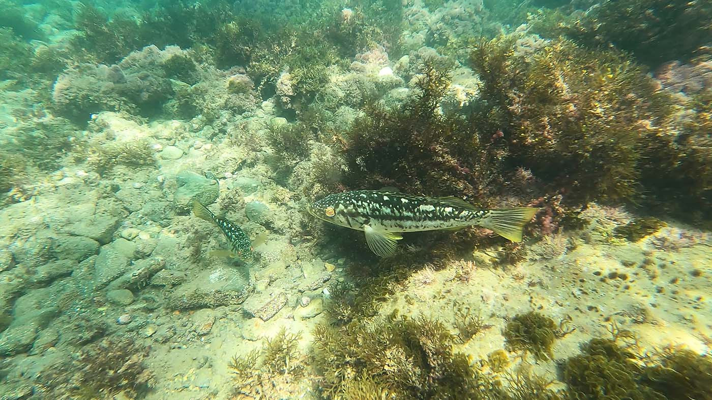 catalina-island-italian-gardens-fish.jpg Spotted fish swimming through kelp near Italian Gardens