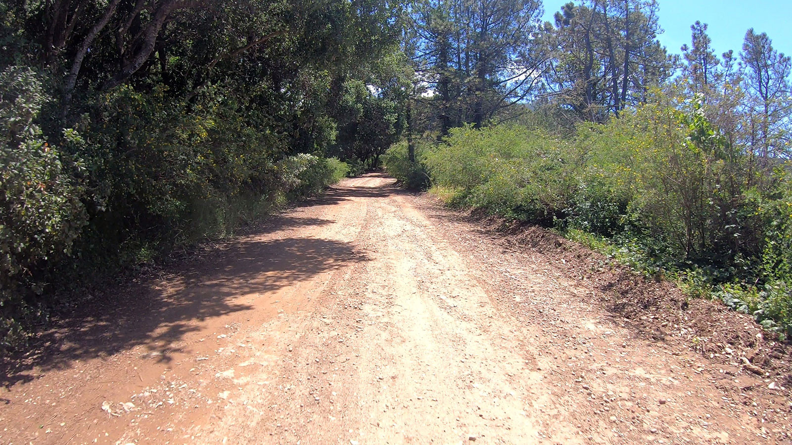 will-creek-road-forest-section.jpeg